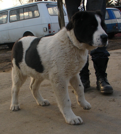 Батыр, Найс-Дина помет-2007