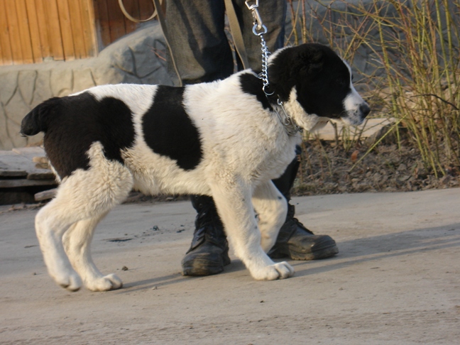 Батыр, Найс-Дина помет-2007