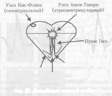 kinologija_vuz1-51.jpg